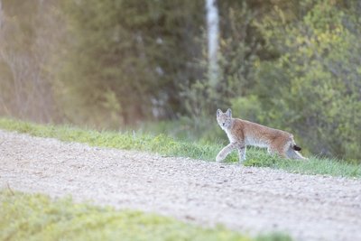 Ilves
